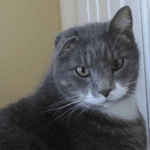 Pooh Hodges, the cat who writes