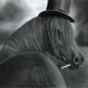 Bad Horse