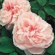 Rose Gardener