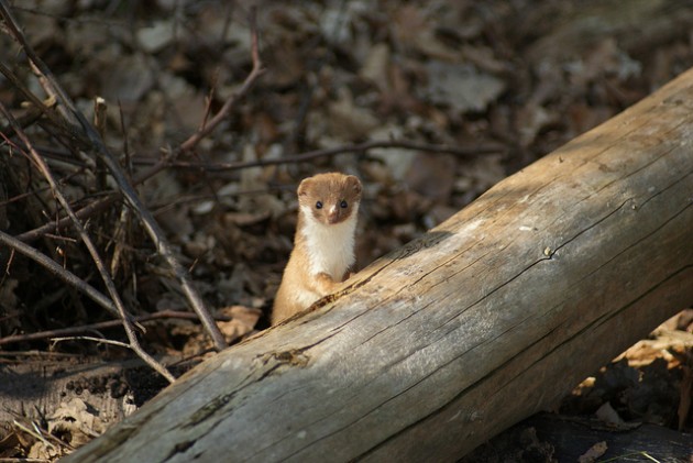 Weasel