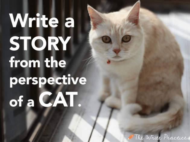 Writing Prompts about cats